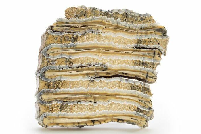 Polished Mammoth Molar Slice - South Carolina #319666